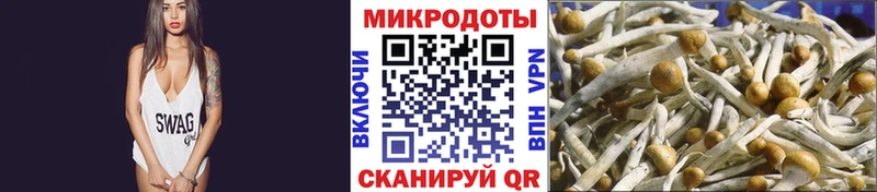 Псилоцибиновые грибы Psilocybe  Богородск 