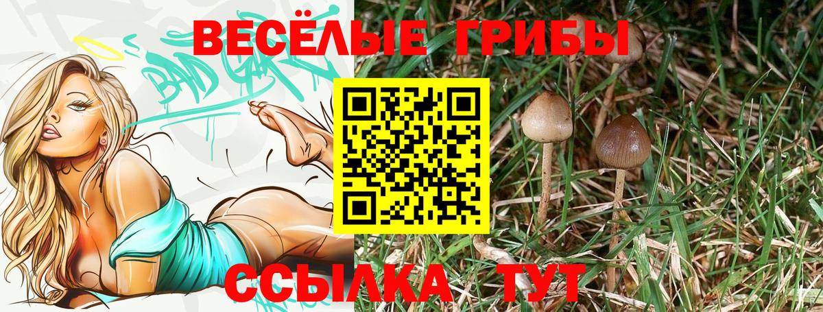Богородск  Псилоцибиновые грибы Cubensis  Галлюциногенные грибы MAGIC MUSHROOMS  Вход с VPN 